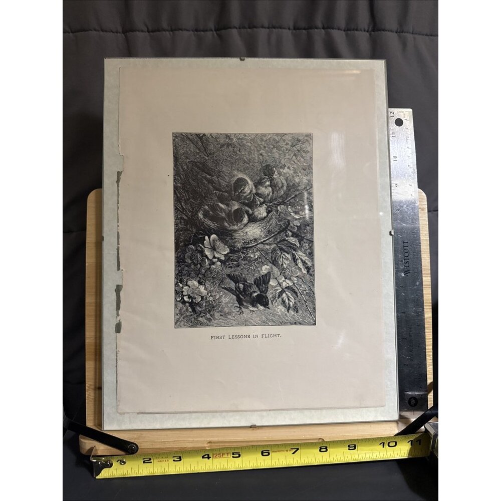 Selmar Hess Publisher N.Y. Birds Art Print Glass Framed 1855 Magazine 14x10”